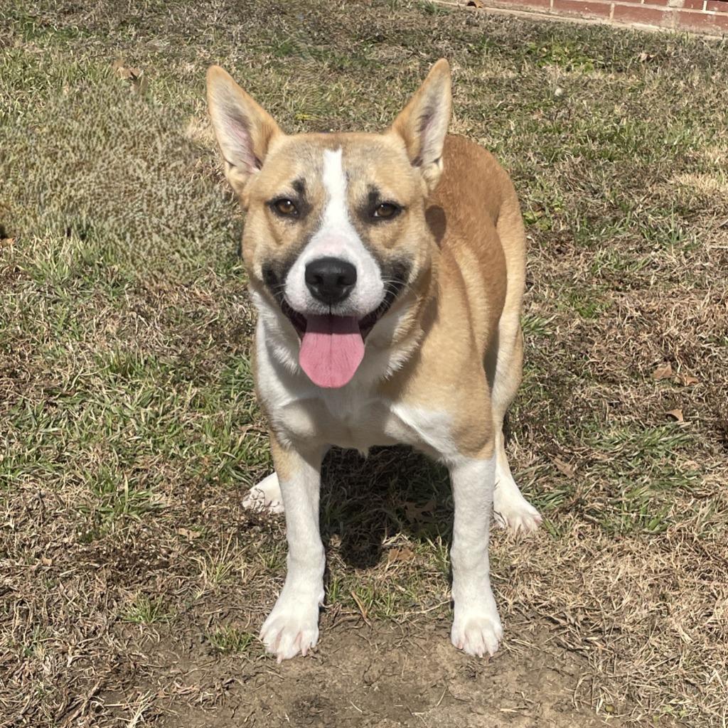 Enlarge Penny, a Adoptable mixed breed in Brenham, TX image 4/6