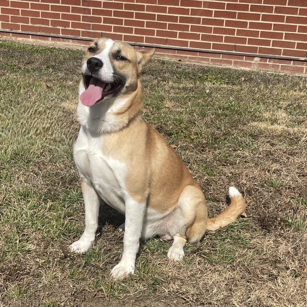 Enlarge Penny, a Adoptable mixed breed in Brenham, TX image 5/6