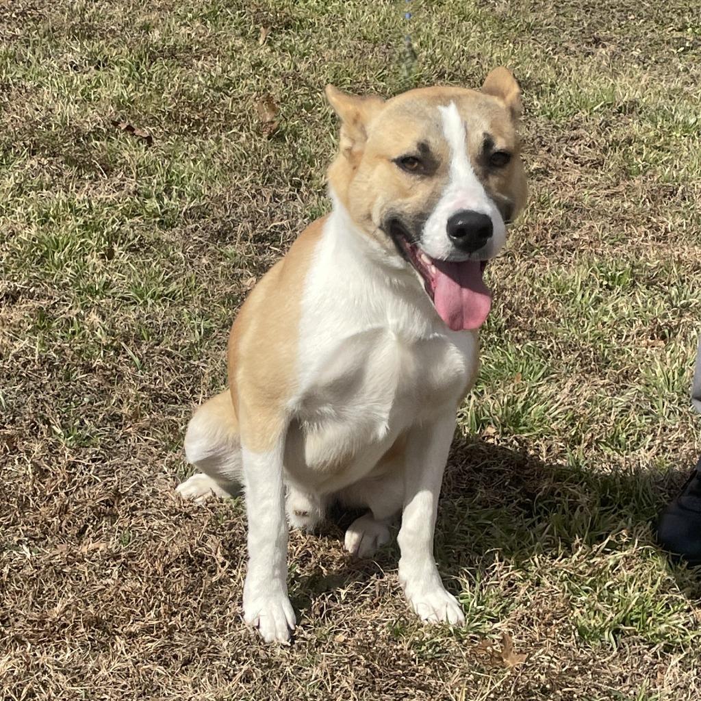 Enlarge Penny, a Adoptable mixed breed in Brenham, TX image 6/6