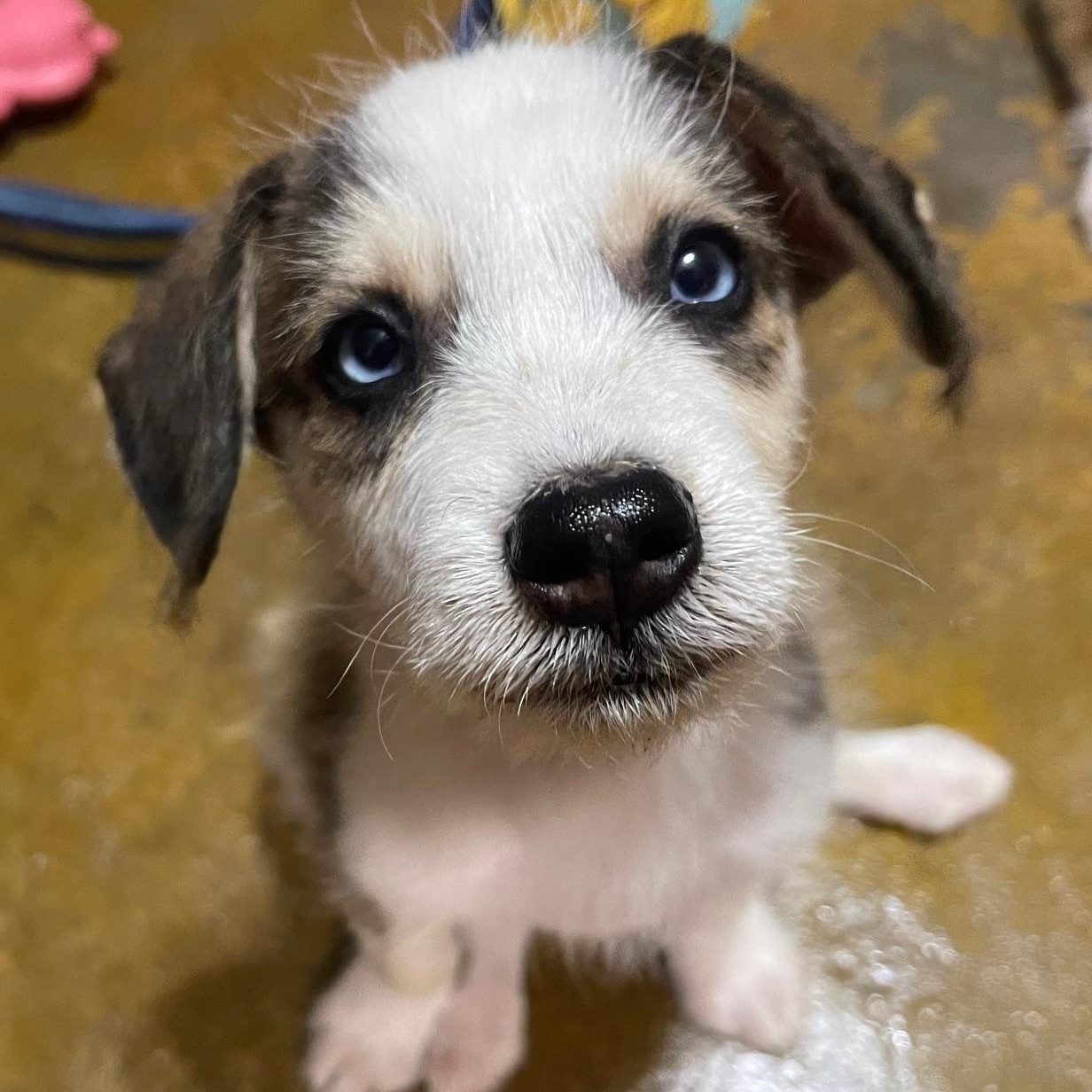 Enlarge  Linus-MR. BLUE EYES!!, an adopted mixed breed in Buffalo, NY image 5/6