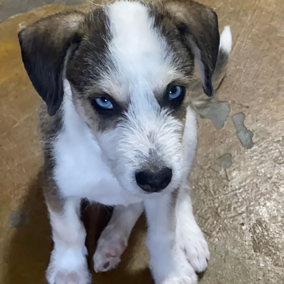 Enlarge  Linus-MR. BLUE EYES!!, an adopted mixed breed in Buffalo, NY image 4/6