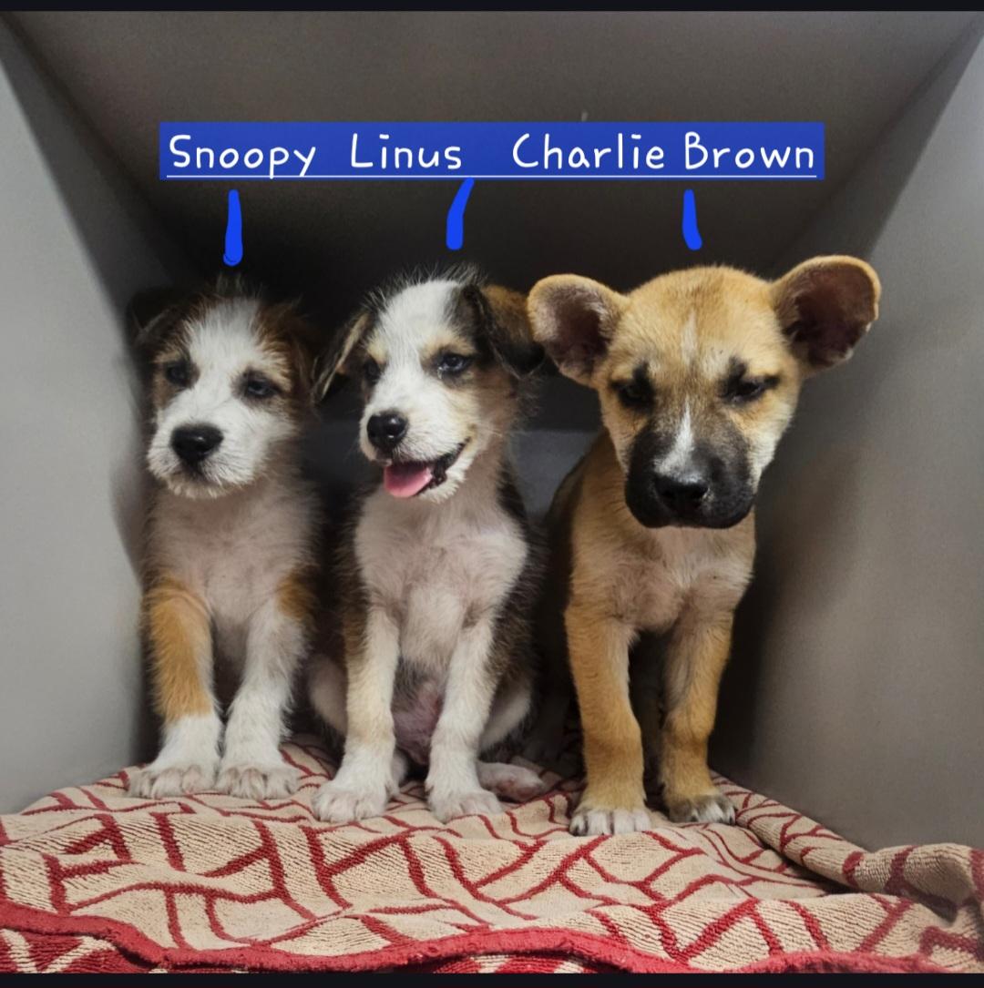 Enlarge  Linus-MR. BLUE EYES!!, an adopted mixed breed in Buffalo, NY image 6/6