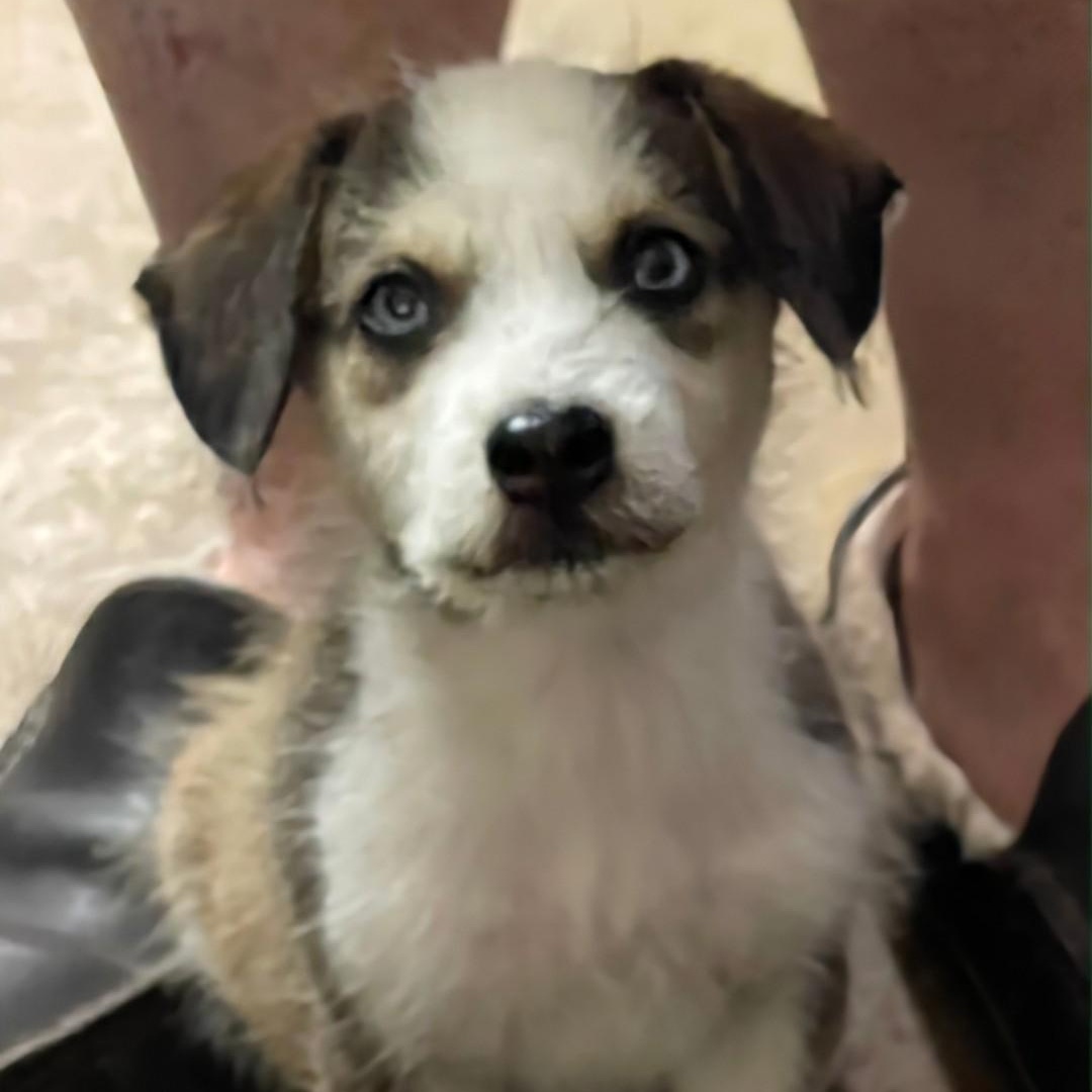 Enlarge  Linus-MR. BLUE EYES!!, an adopted mixed breed in Buffalo, NY image 1/6