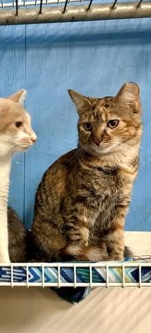 Rey, an adoptable Domestic Short Hair & Tiger Mix in Monticello, IL_image-1