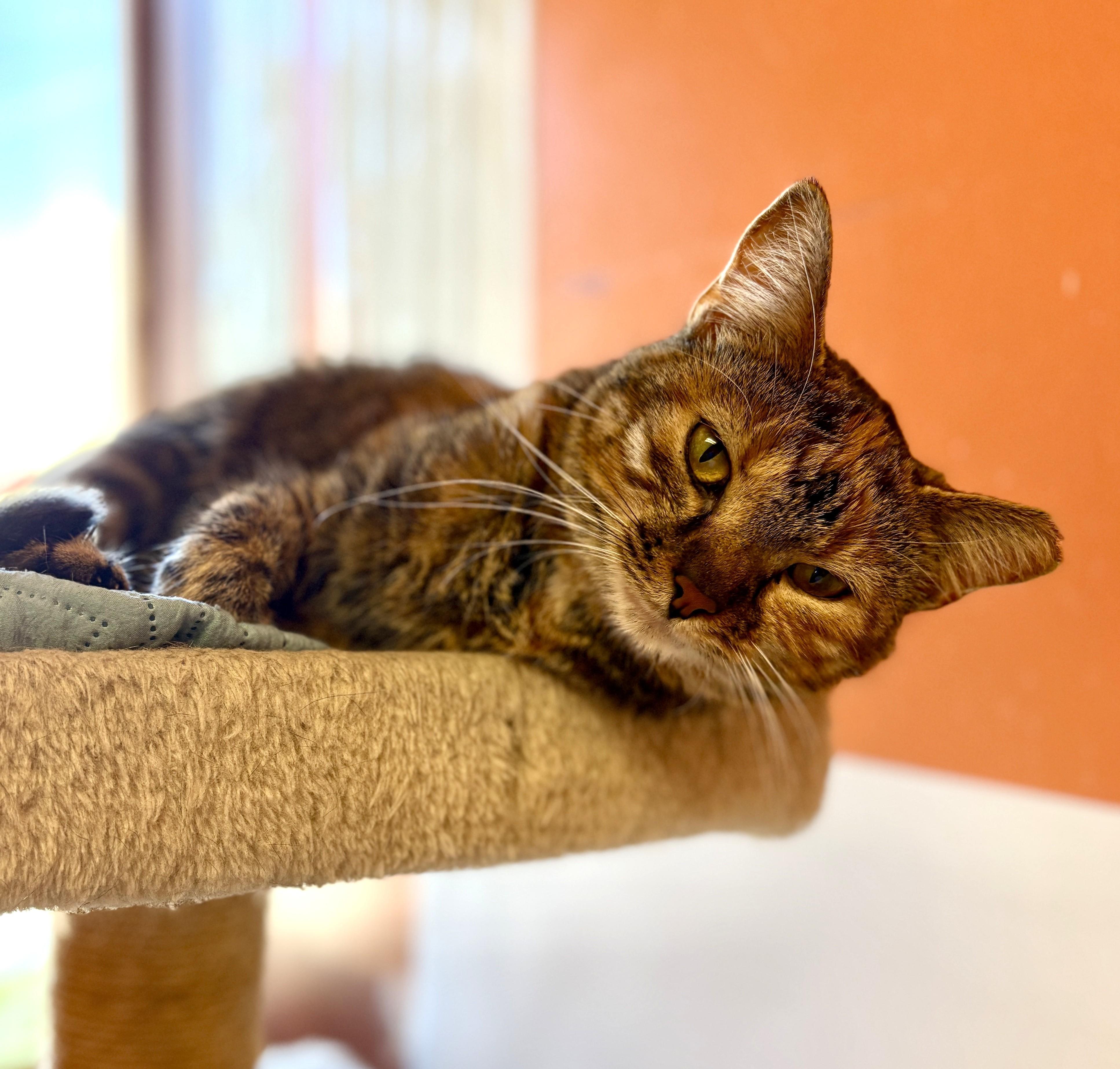 Rey, Adoptable, Adult Female Domestic Short Hair & Tiger.