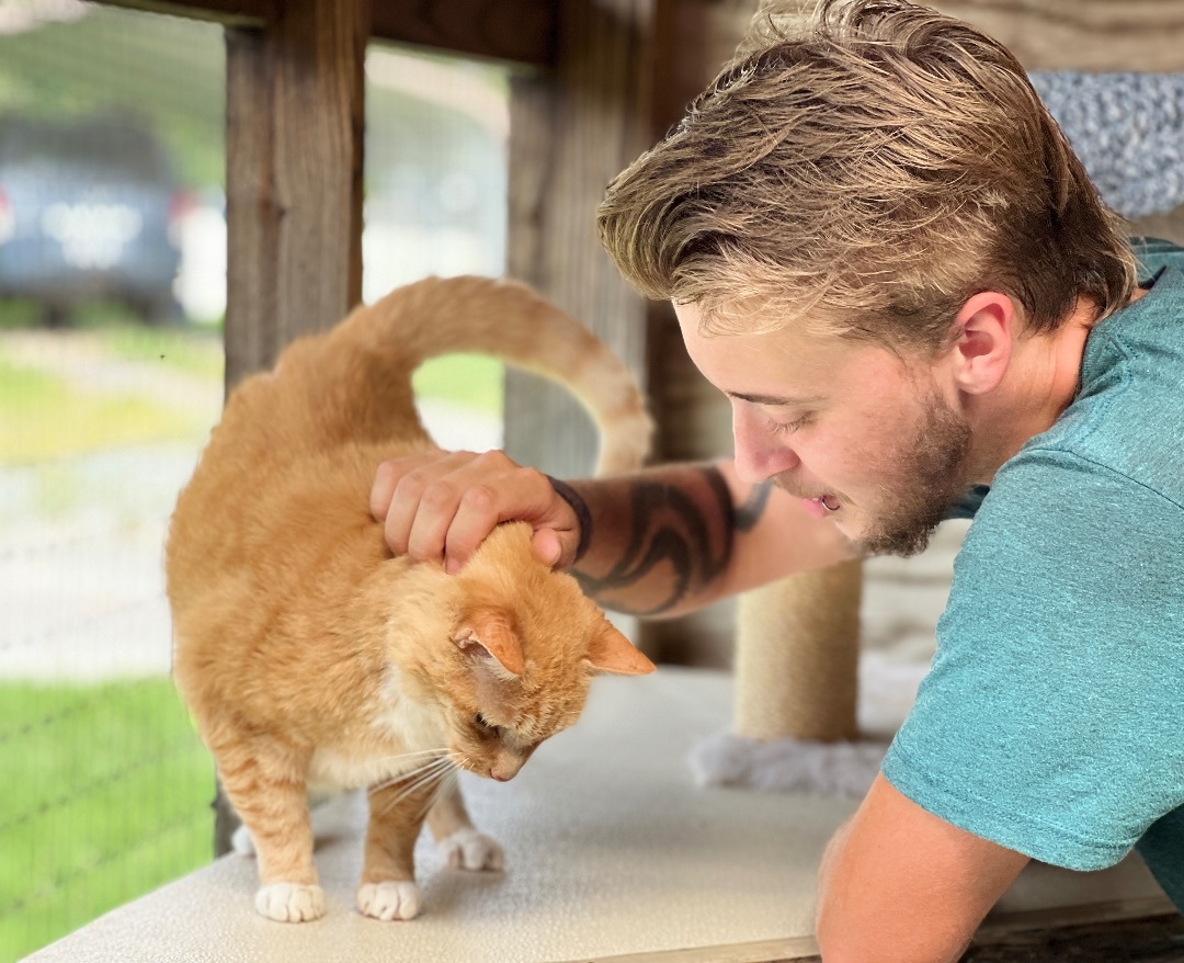 Buck, a Adoptable Tabby in Palmyra, VA image 4/6