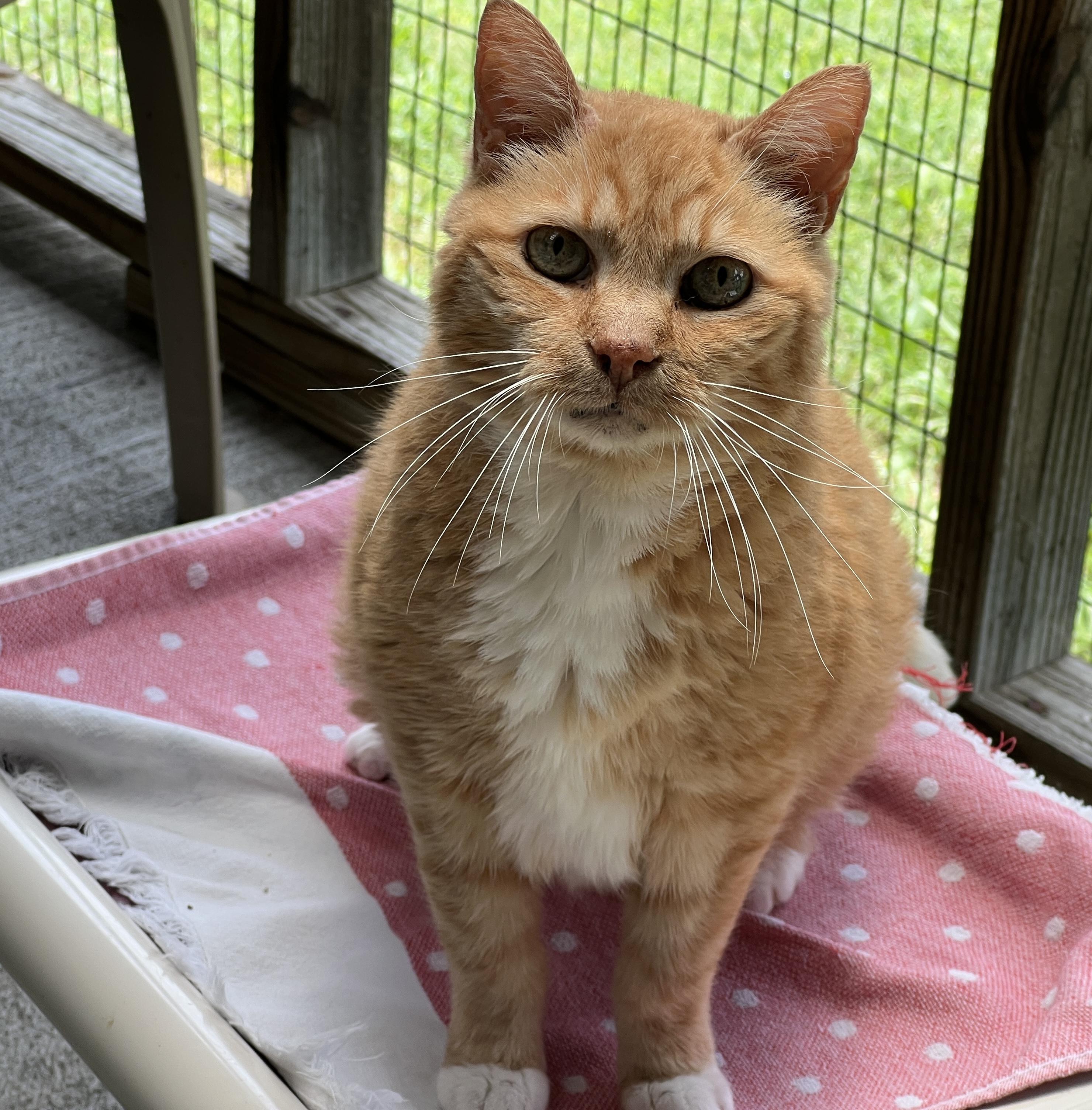 Buck, an adoptable Tabby in Palmyra, VA, 22963 | Photo Image 2