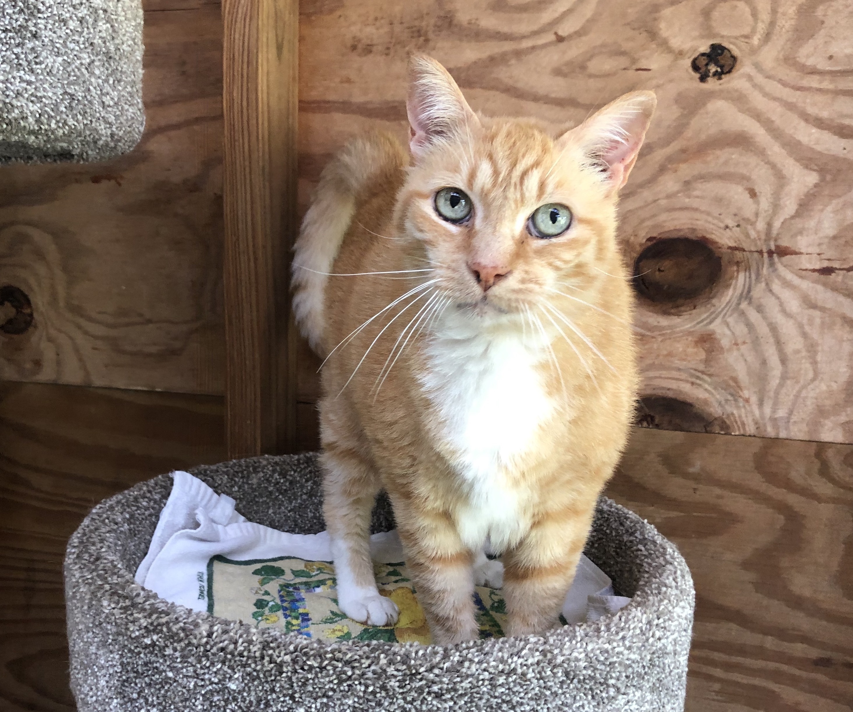 Buck, a Adoptable Tabby in Palmyra, VA image 5/6