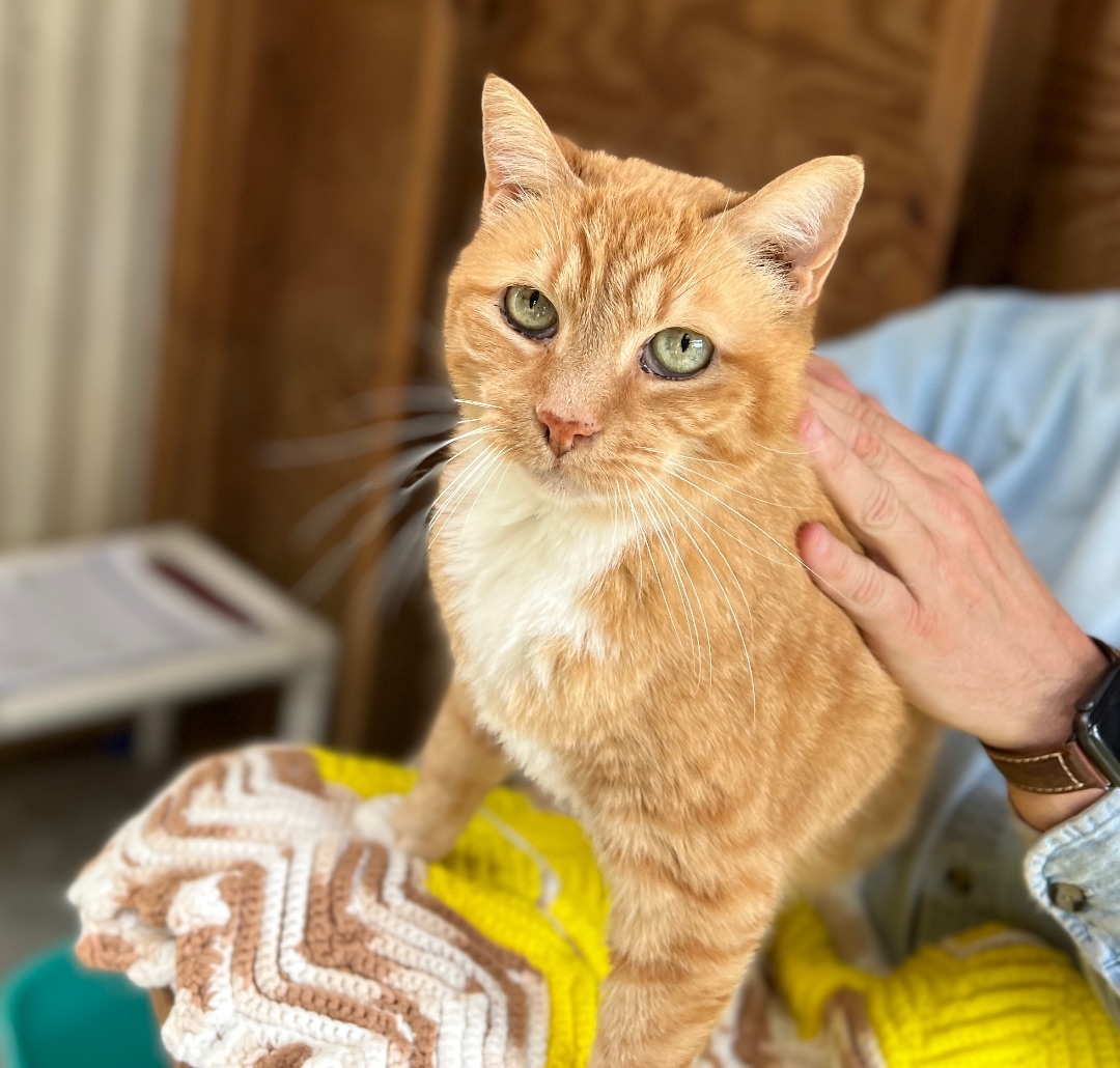 Buck, a Adoptable Tabby in Palmyra, VA image 2/6