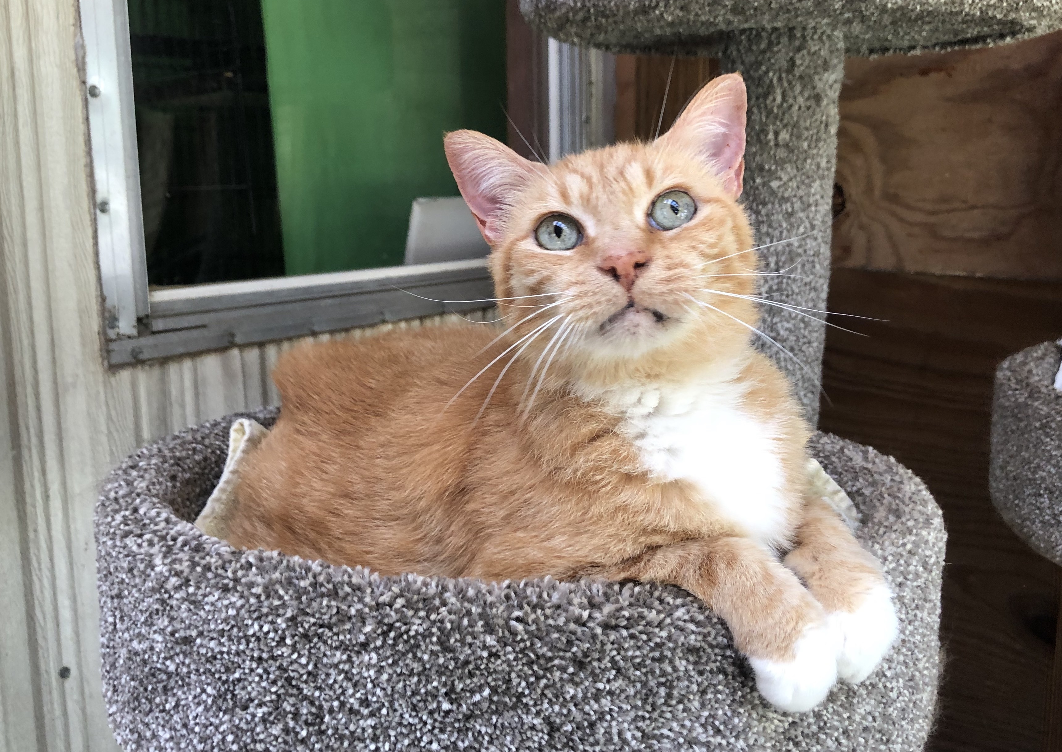 Buck, a Adoptable Tabby in Palmyra, VA image 6/6