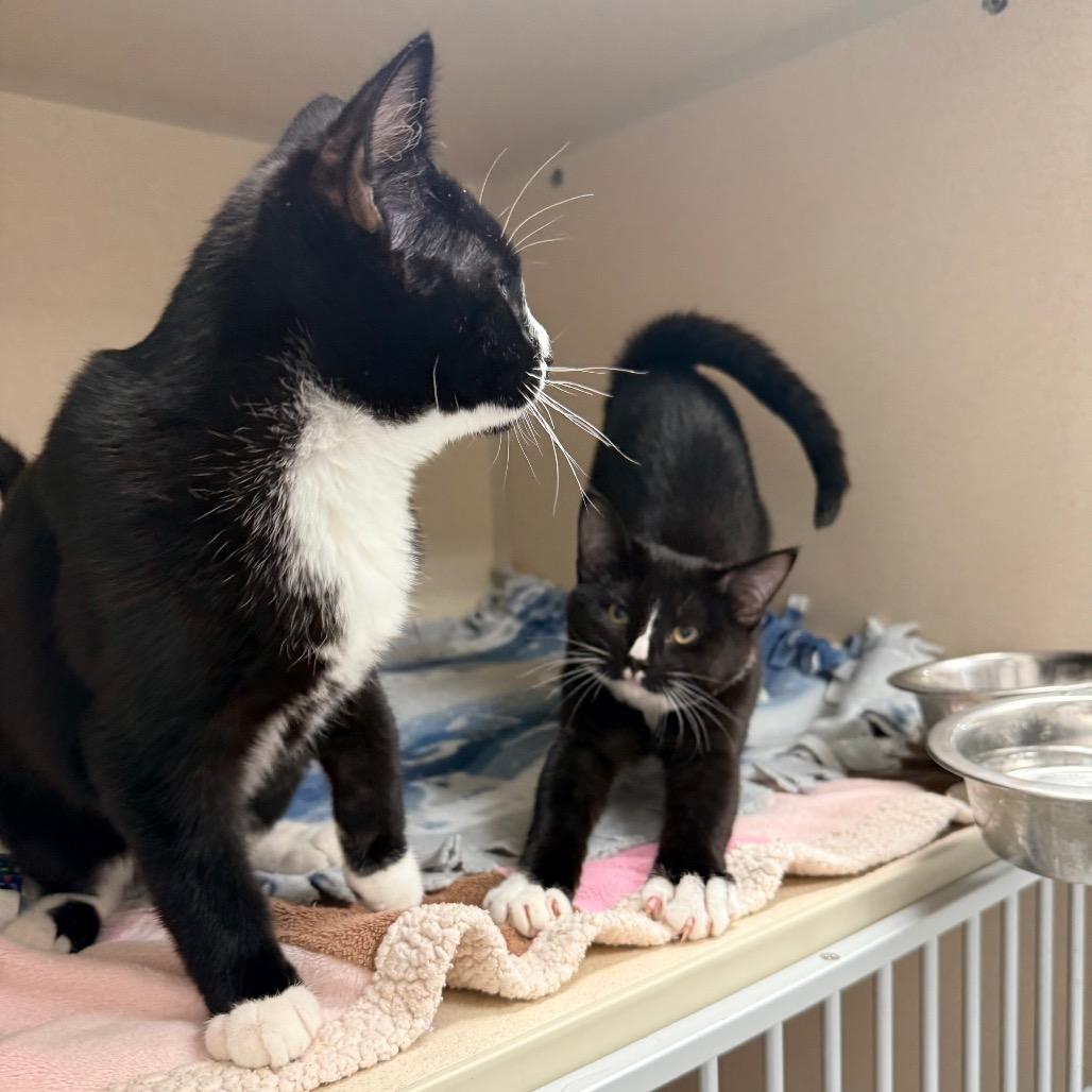 Juliet, Adoptable, Kitten Female Domestic Short Hair.