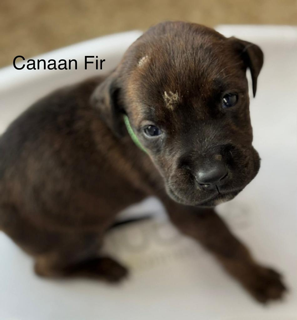Canaan Fir, Adoptable, Puppy Male Terrier & Mixed Breed.