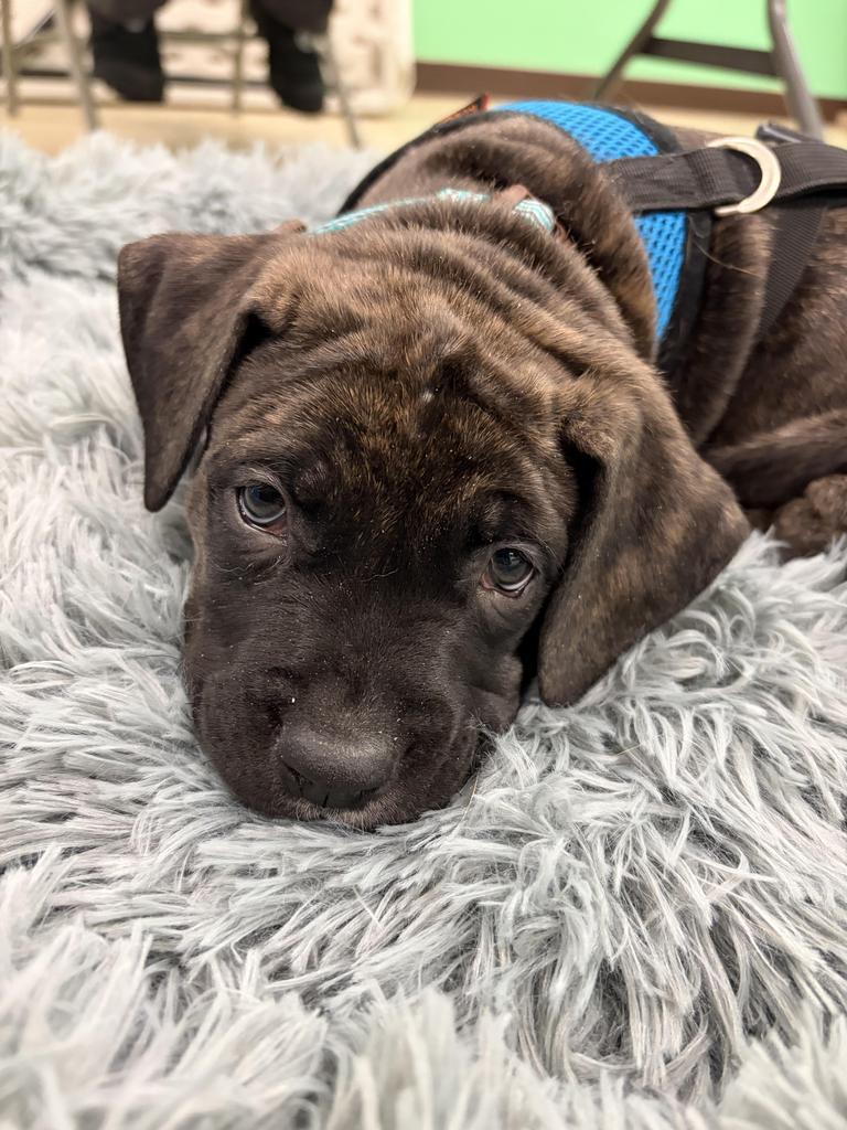 Canaan Fir, a Adoptable mixed breed in Utica, MI image 3/3