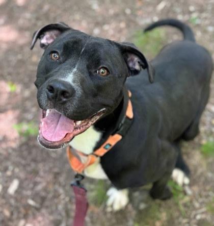 Enlarge Suki, a Adoptable mixed breed in Twinsburg, OH image 1/3