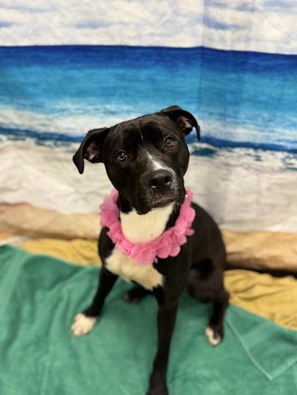 Enlarge Suki, a Adoptable mixed breed in Twinsburg, OH image 2/3