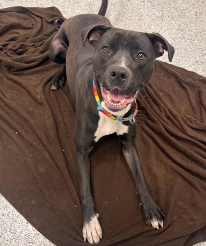 Suki, a Adoptable mixed breed in Twinsburg, OH image 5/5