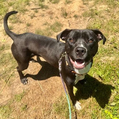 Enlarge Suki, a Adoptable mixed breed in Twinsburg, OH image 3/3