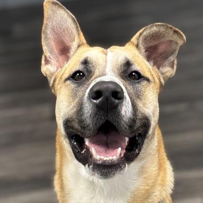 Emmett, Adoptable, Adult Male Shepherd & Mixed Breed.