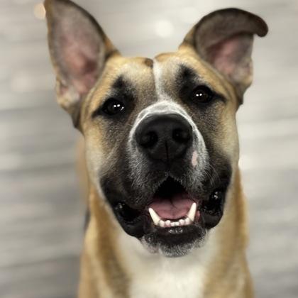 Enlarge Emmett, a Adoptable mixed breed in Merriam, KS image 2/2