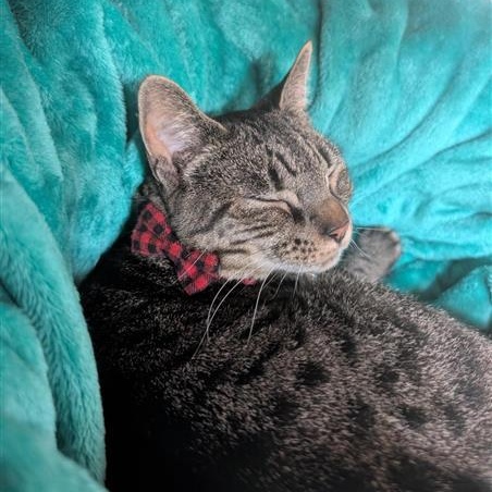 Pepper, a Adoptable Domestic Short Hair in Cooperstown, NY image 6/6