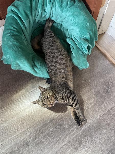Pepper, a Adoptable Domestic Short Hair in Cooperstown, NY image 4/6