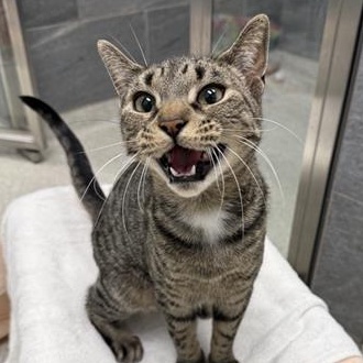 Pepper, Adoptable, Young Female Domestic Short Hair.