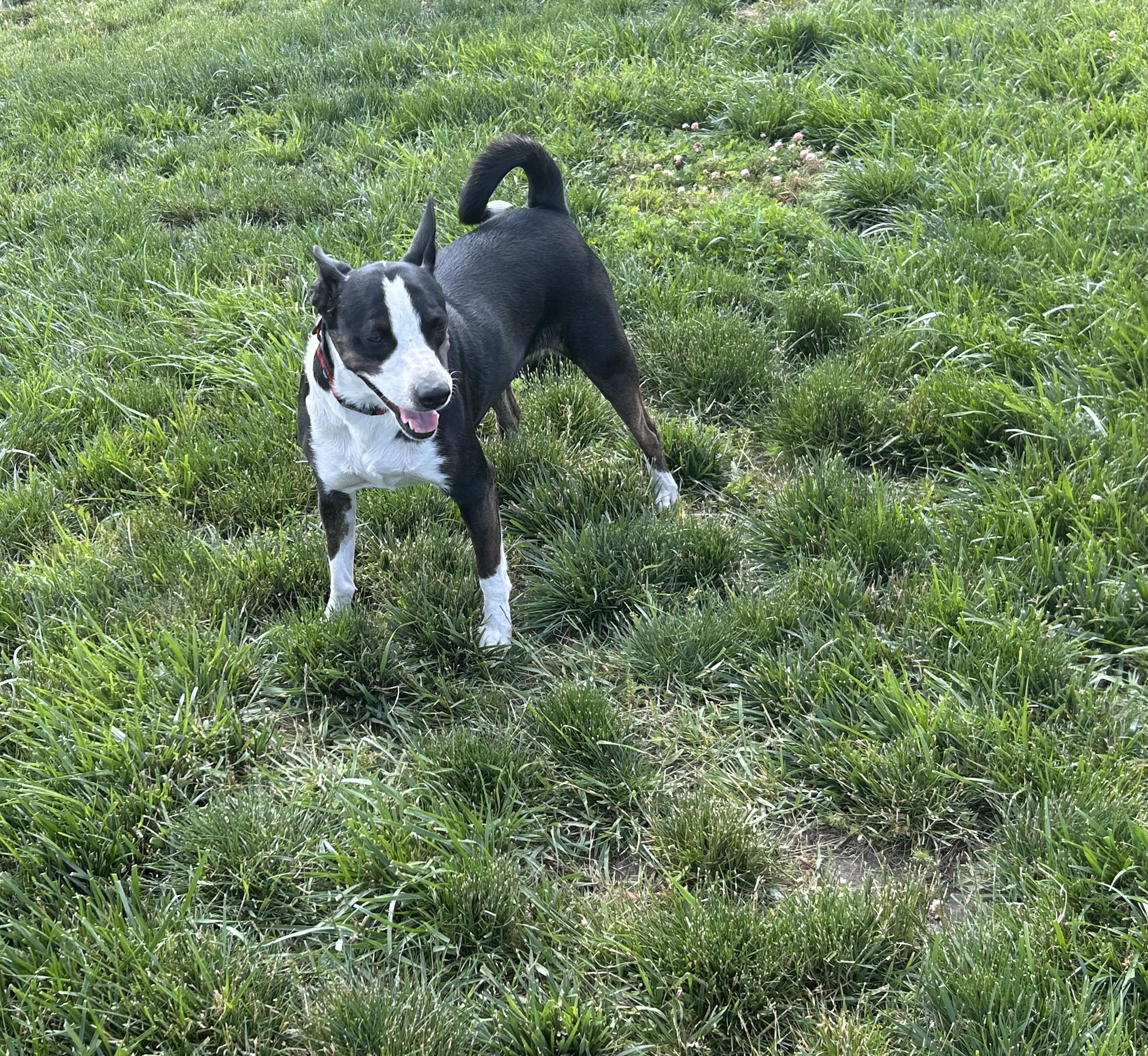 Reggie