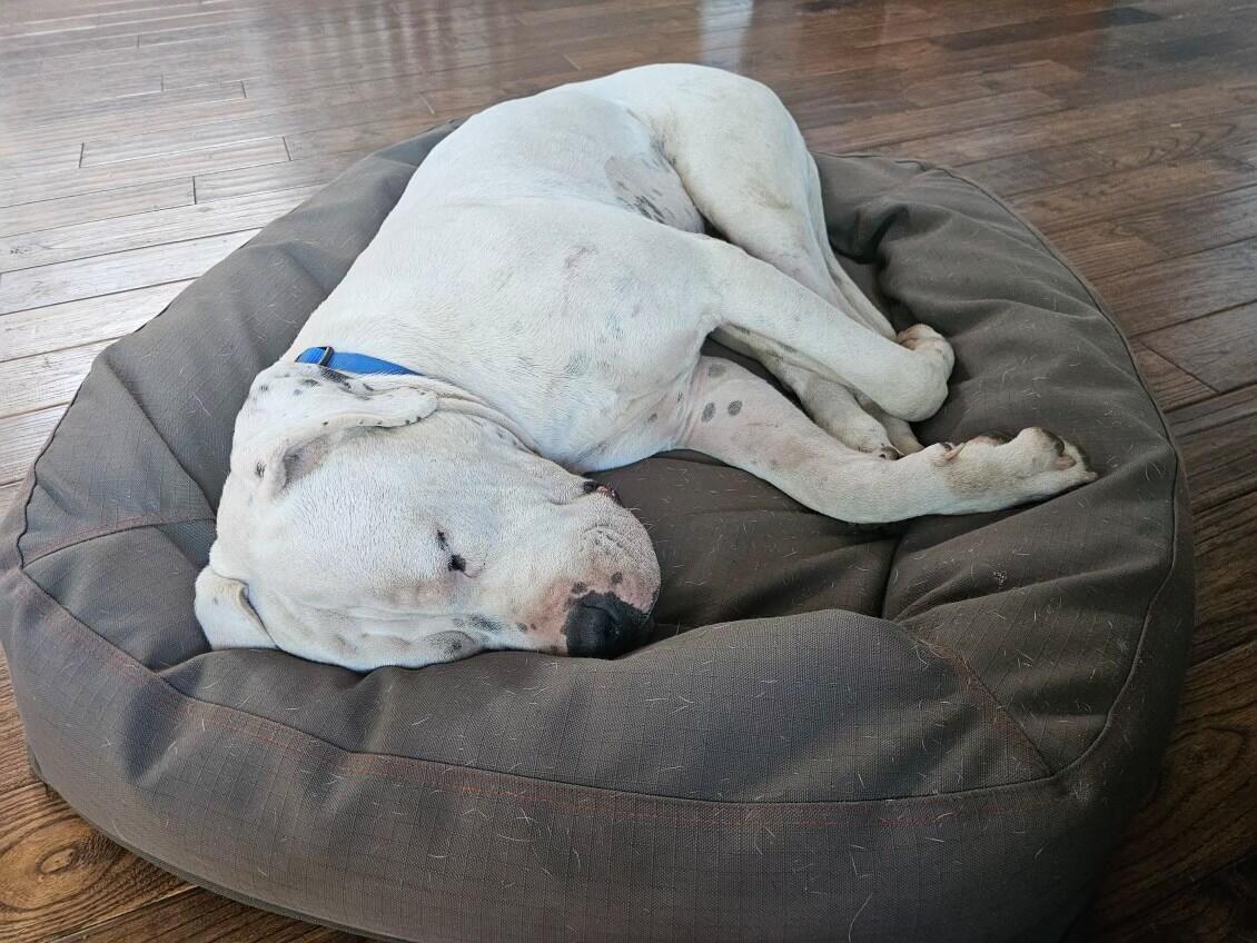 Simon, a Adoptable Dogo Argentino in Rough And Ready, CA image 1/6