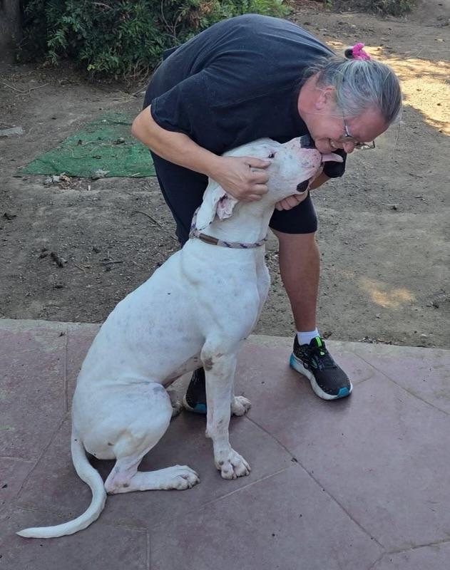 Simon, a Adoptable Dogo Argentino in Rough And Ready, CA image 2/6