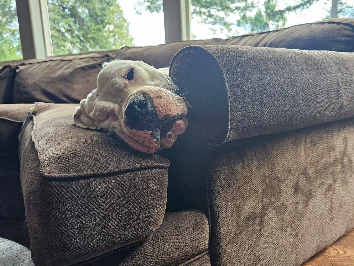 Simon, a Adoptable Dogo Argentino in Rough And Ready, CA image 5/6