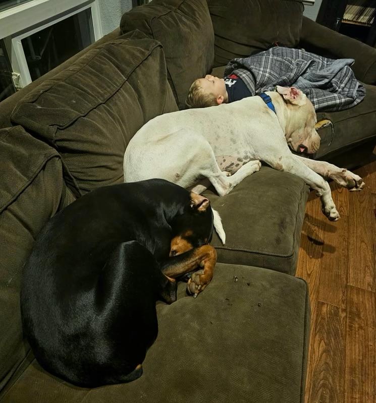 Simon, a Adoptable Dogo Argentino in Rough And Ready, CA image 6/6