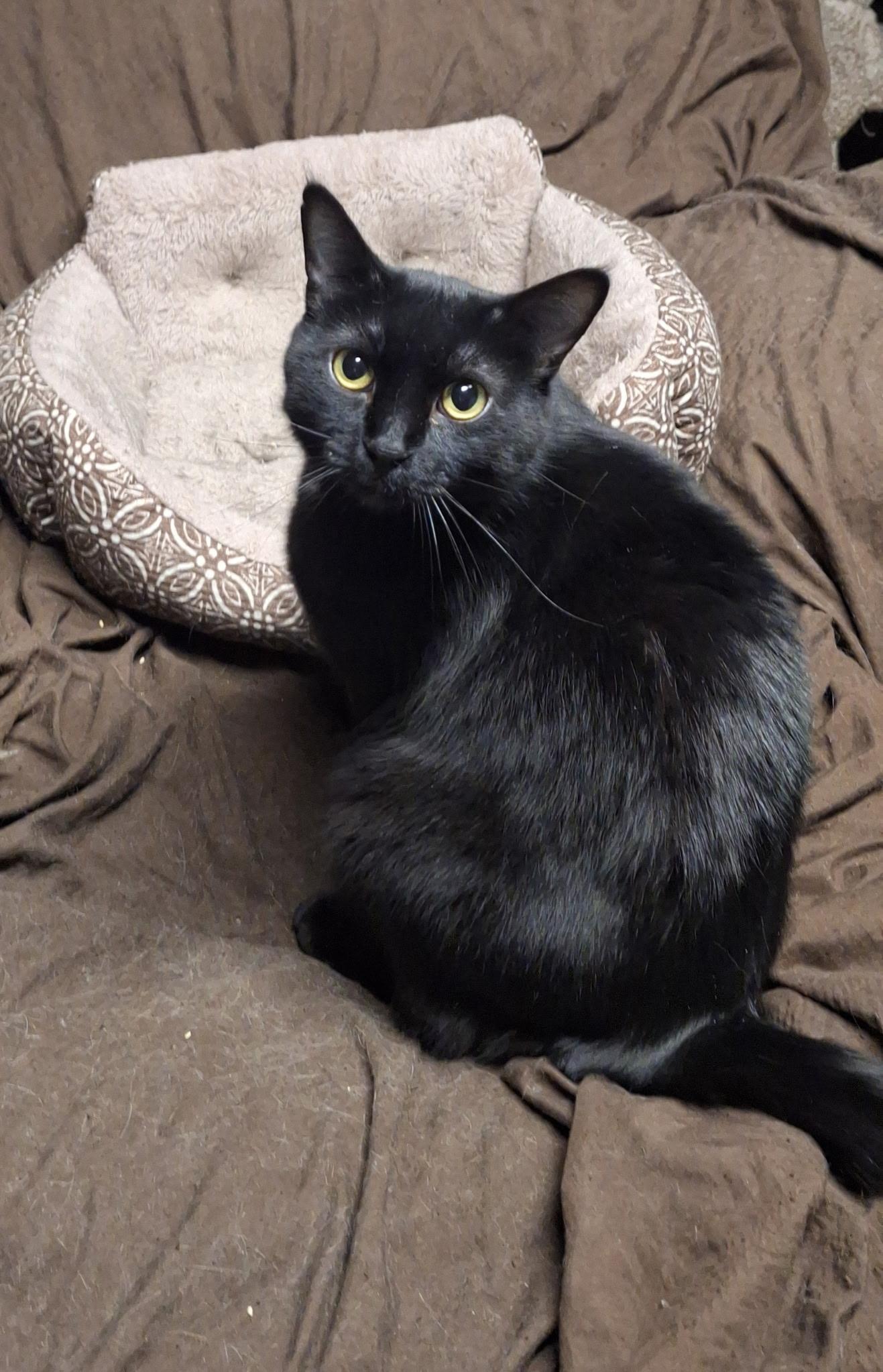Benedict, Young Male unknown