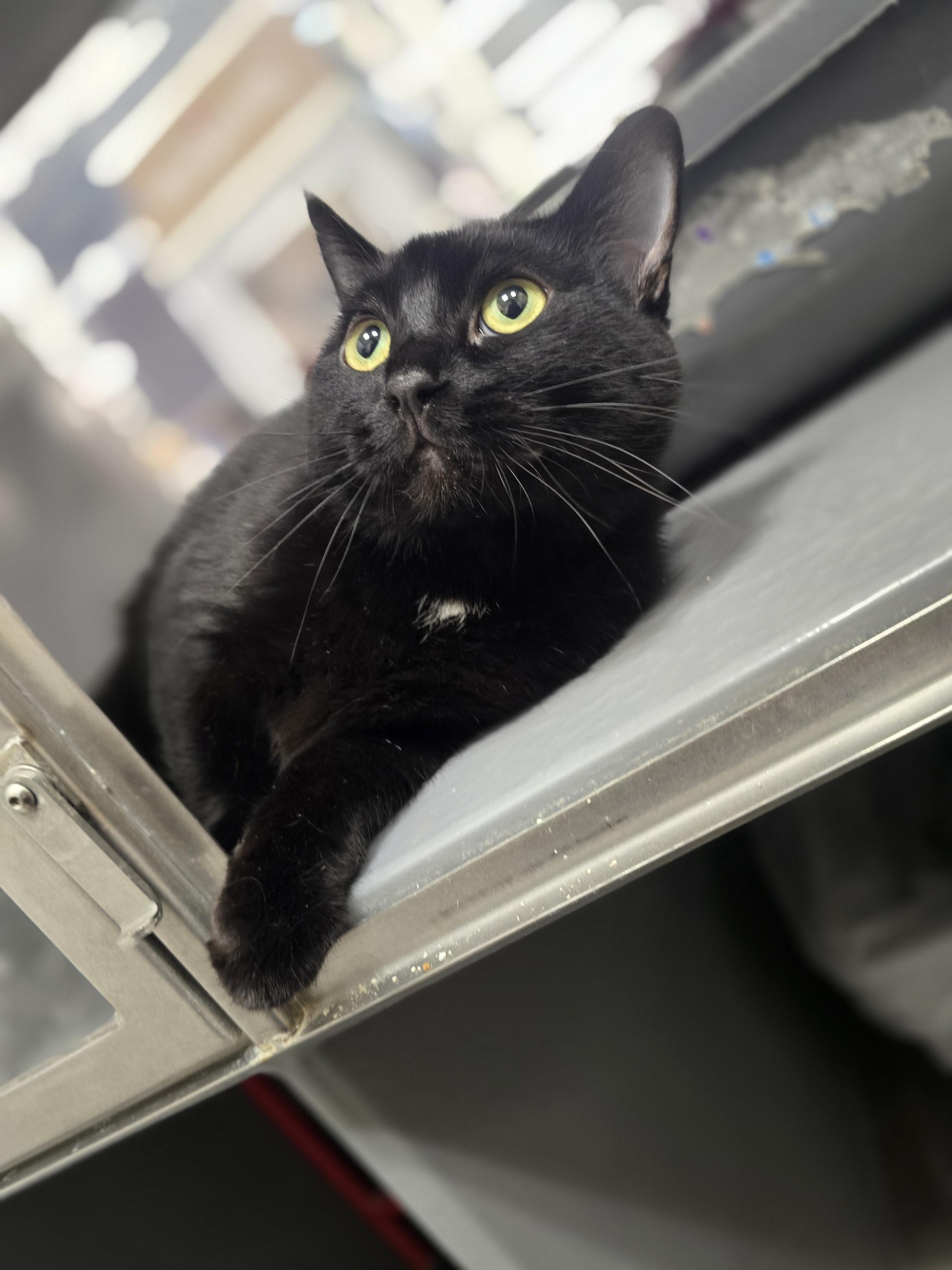 Benedict, an adoptable Domestic Short Hair in Pocatello, ID, 83201 | Photo Image 2