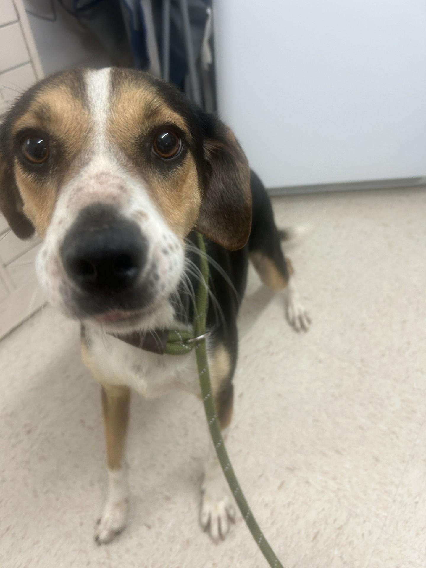 Jade, ADOPTABLE, Adult Female Treeing Walker Coonhound & Mixed Breed.