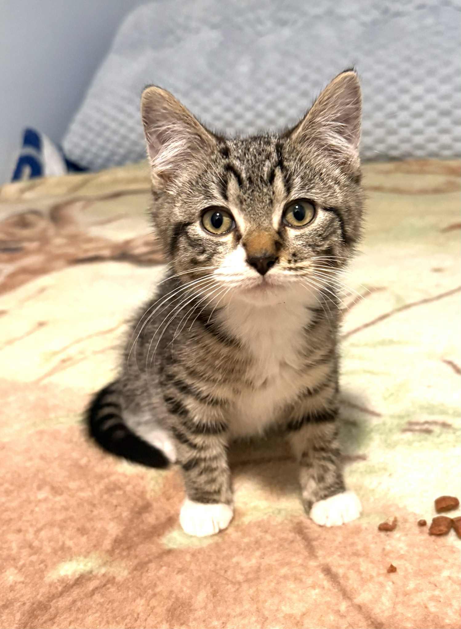 Rocky, Adopted, Young Male Domestic Short Hair.