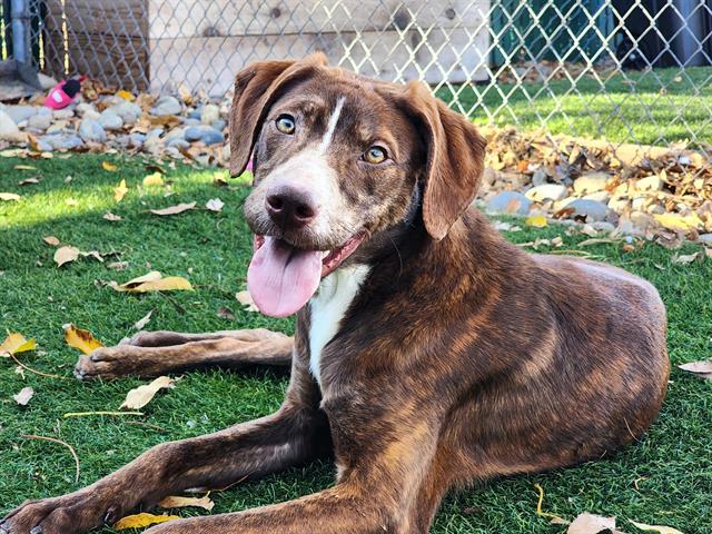 Enlarge CONFETTI, a Adoptable Pit Bull Terrier in Antioch, CA image 1/1