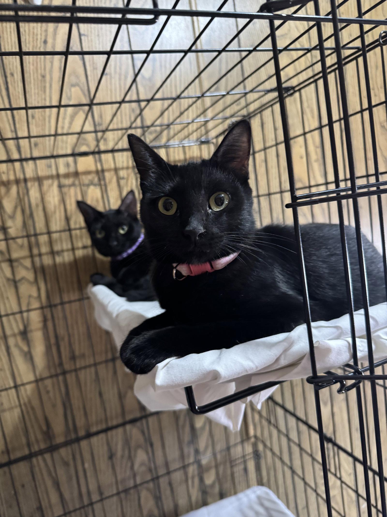 Coco & Delilah, Adoptable, Kitten Female Domestic Short Hair.