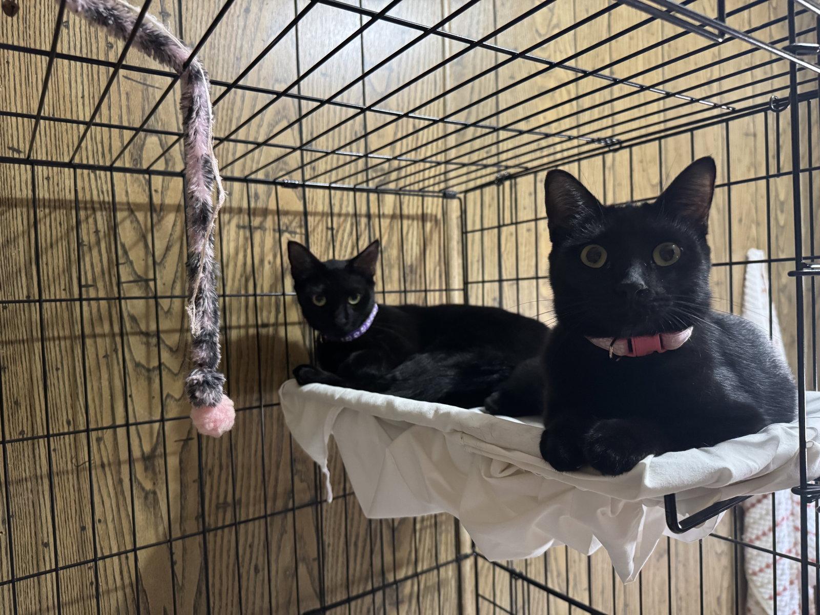 Enlarge Coco & Delilah, a Adoptable Domestic Short Hair in Williamsburg, NM image 2/3