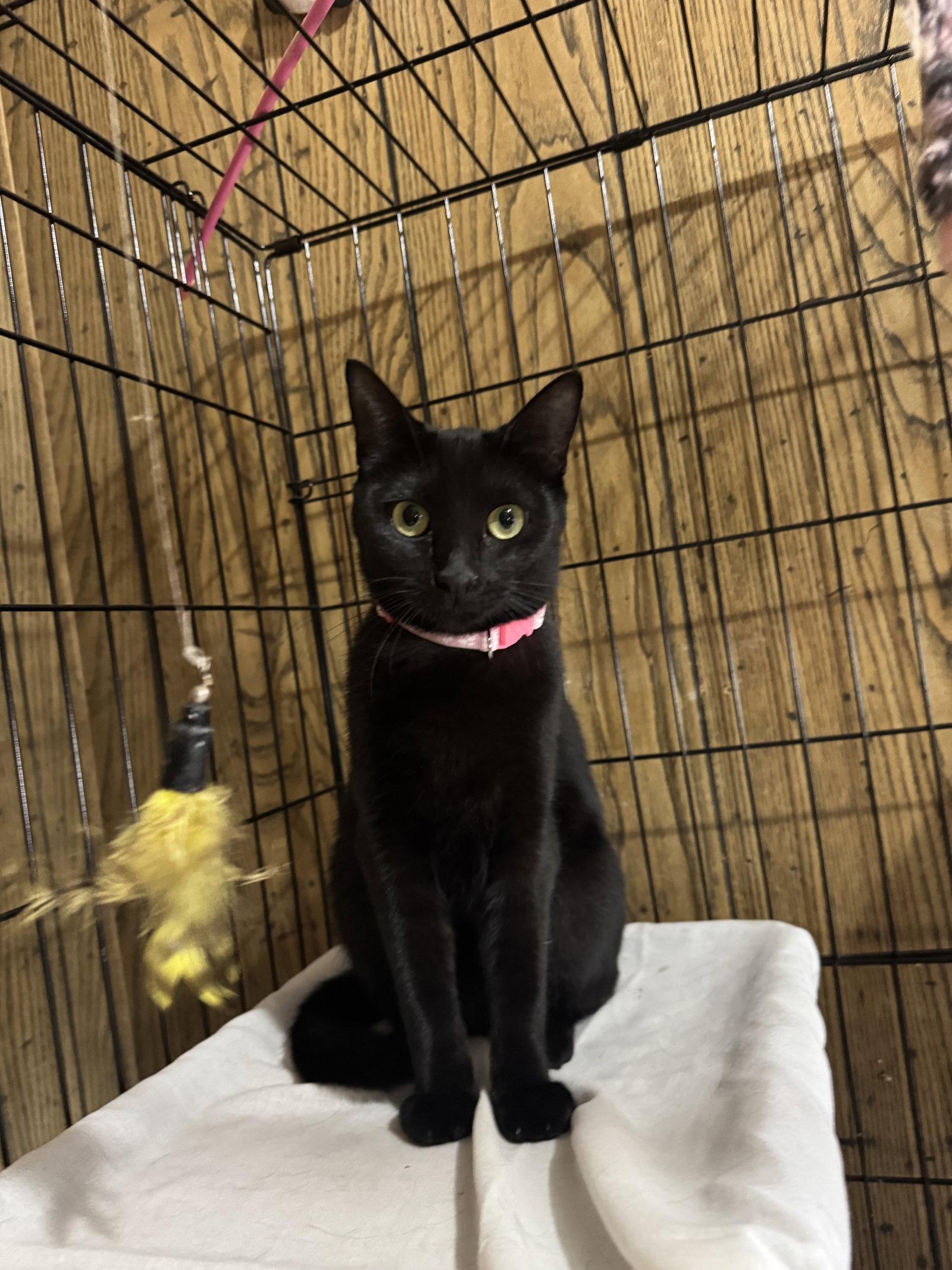 Enlarge Coco & Delilah, a Adoptable Domestic Short Hair in Williamsburg, NM image 3/3
