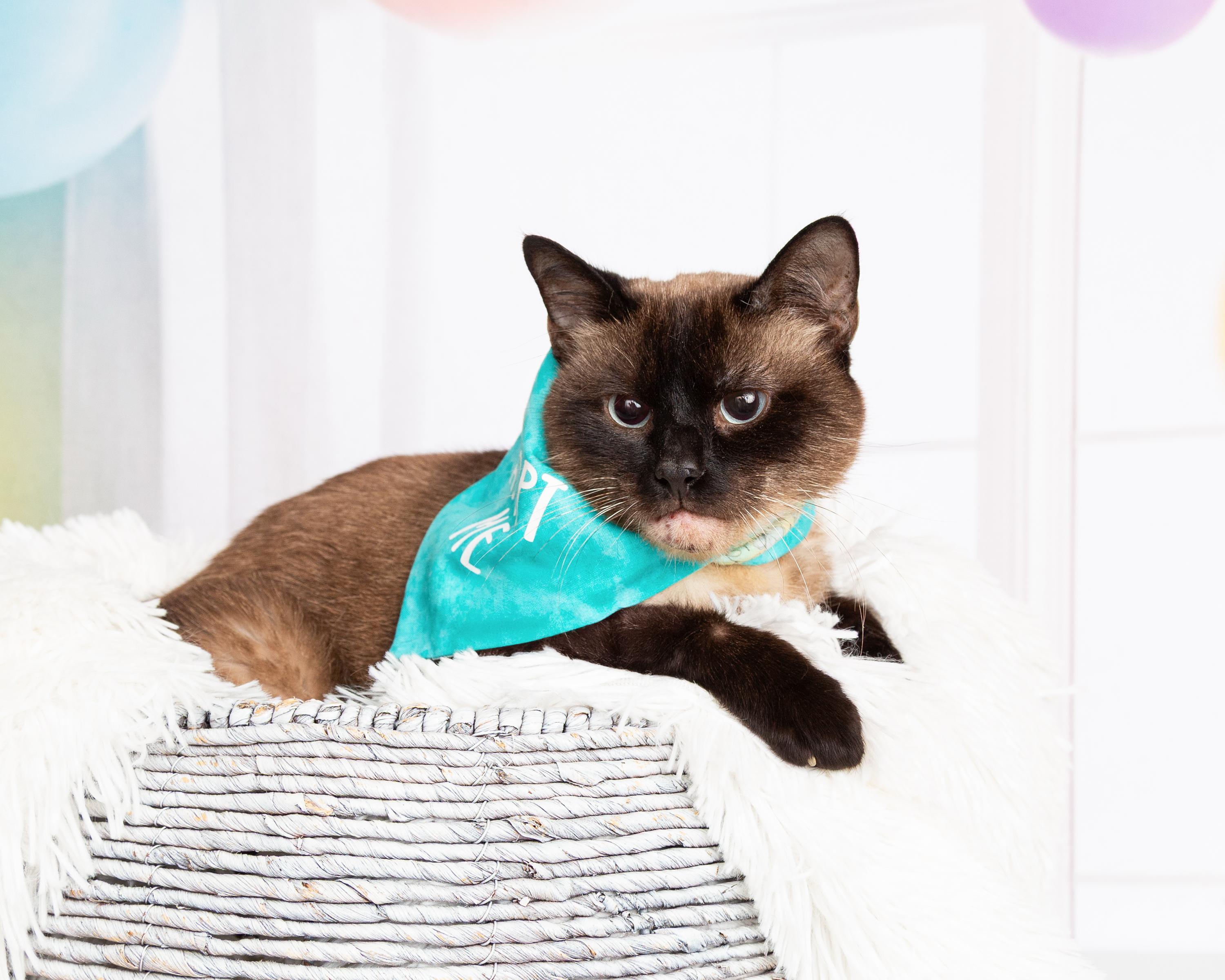 Enlarge Ash, a Adoptable mixed breed in Denton, TX image 6/6