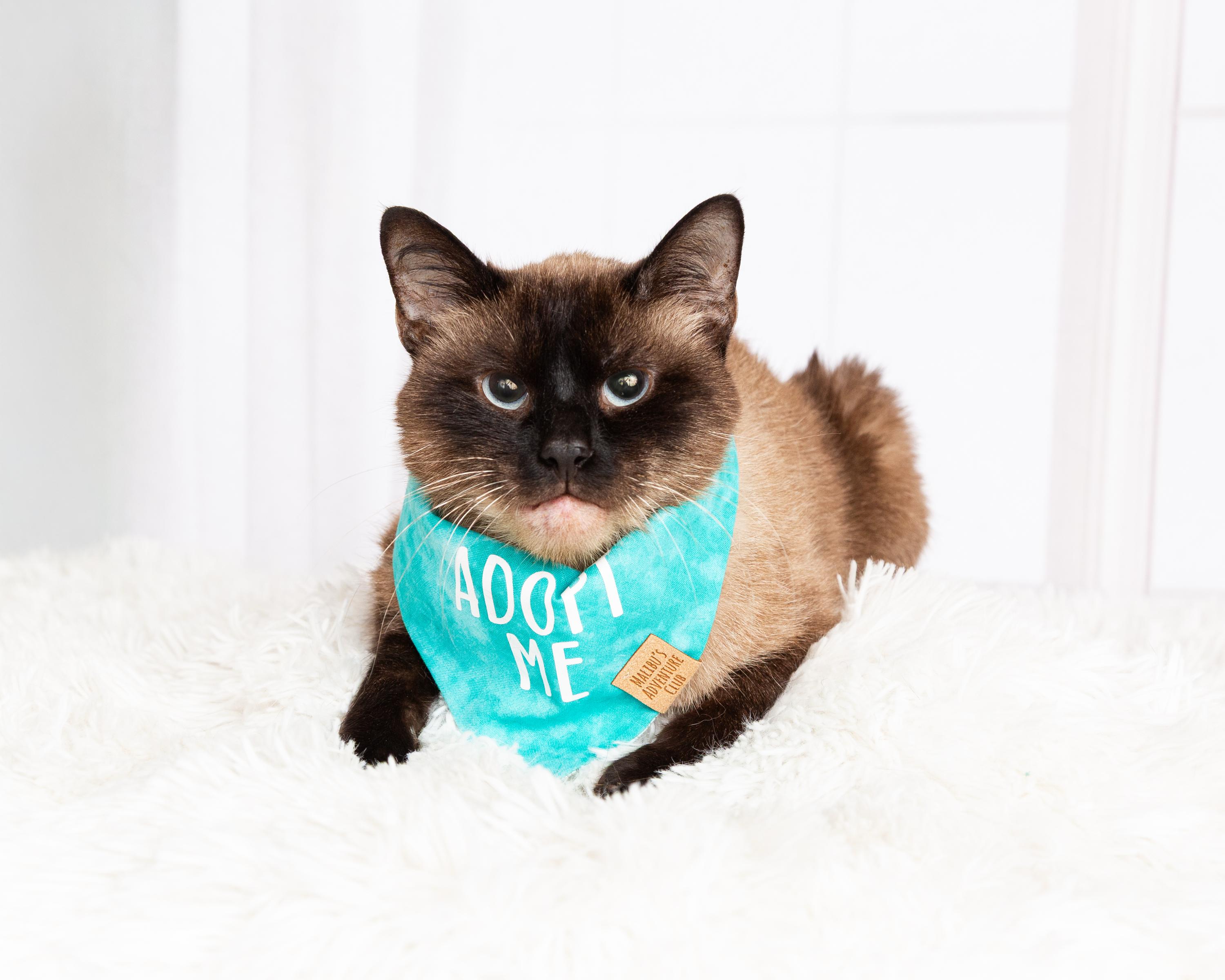 Enlarge Ash, a Adoptable mixed breed in Denton, TX image 2/6