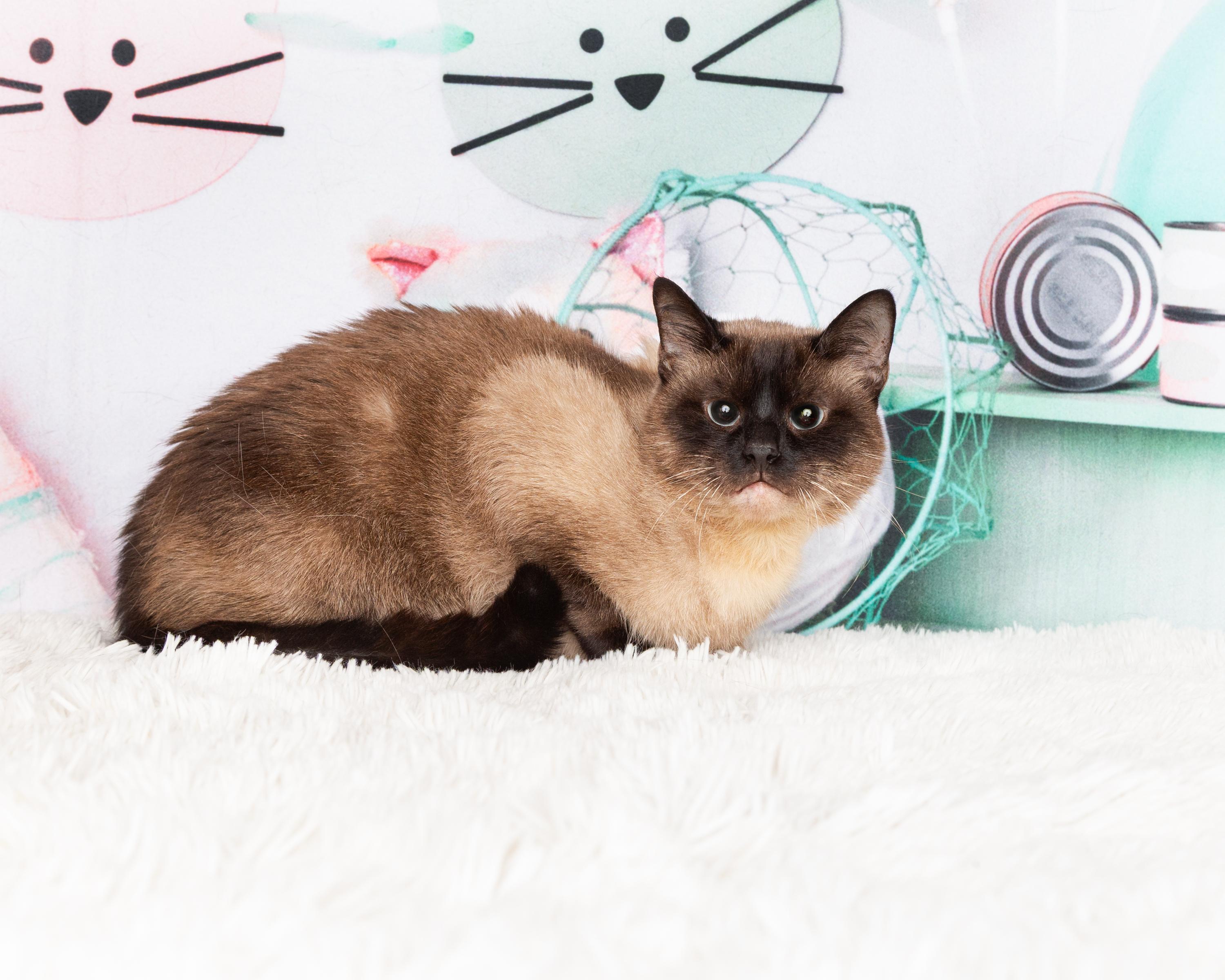 Enlarge Ash, a Adoptable mixed breed in Denton, TX image 5/6