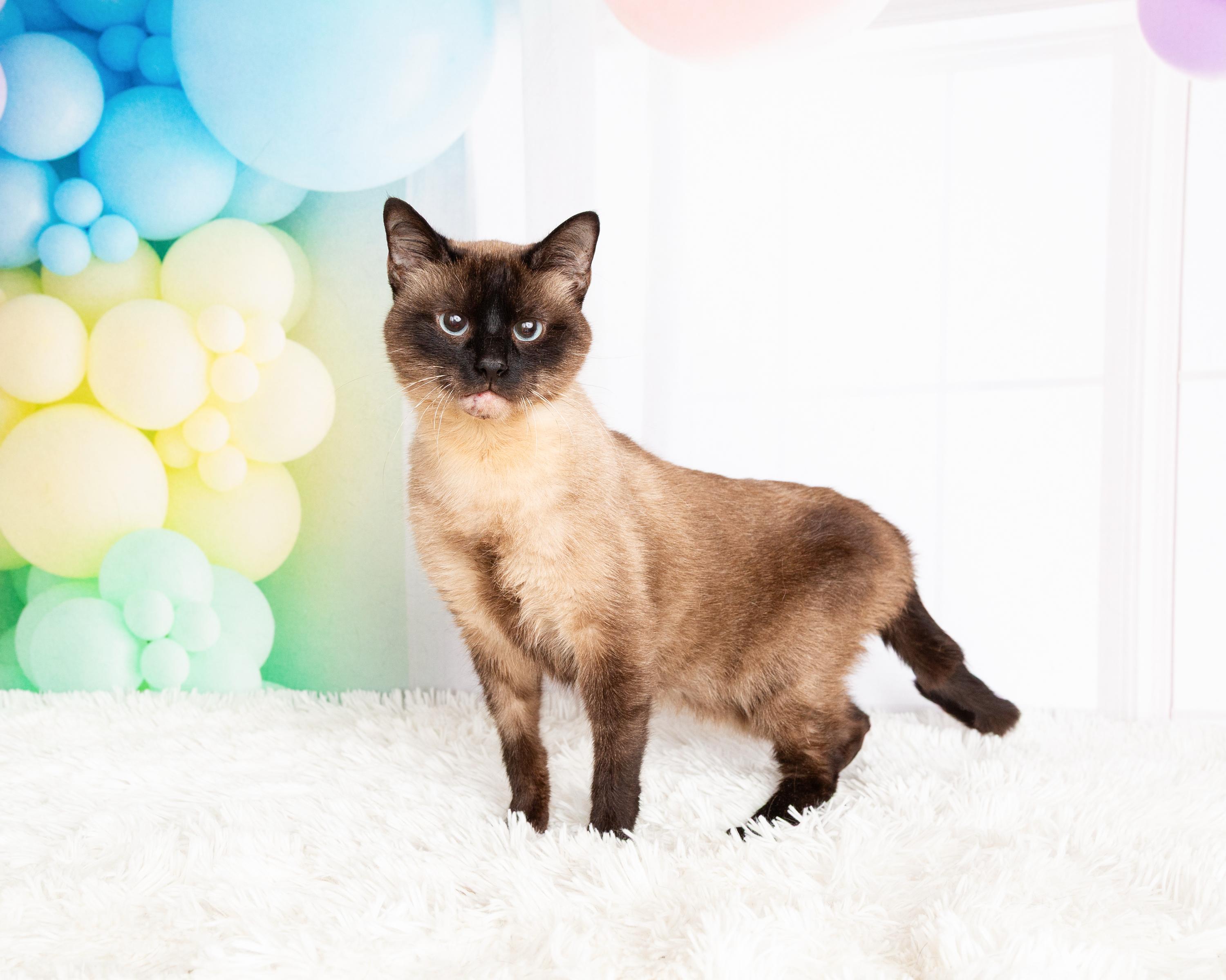 Enlarge Ash, a Adoptable mixed breed in Denton, TX image 3/6