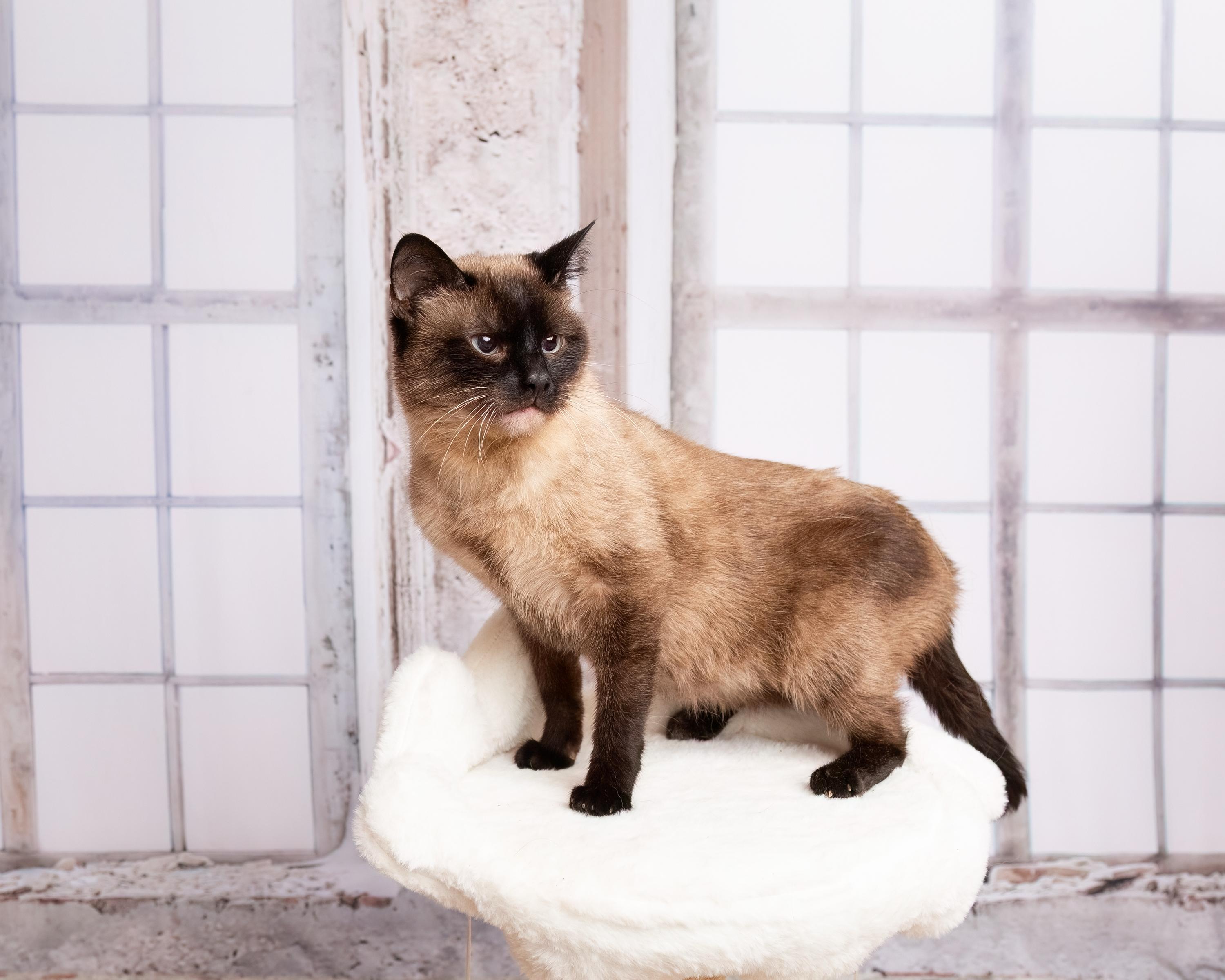 Enlarge Ash, a Adoptable mixed breed in Denton, TX image 4/6