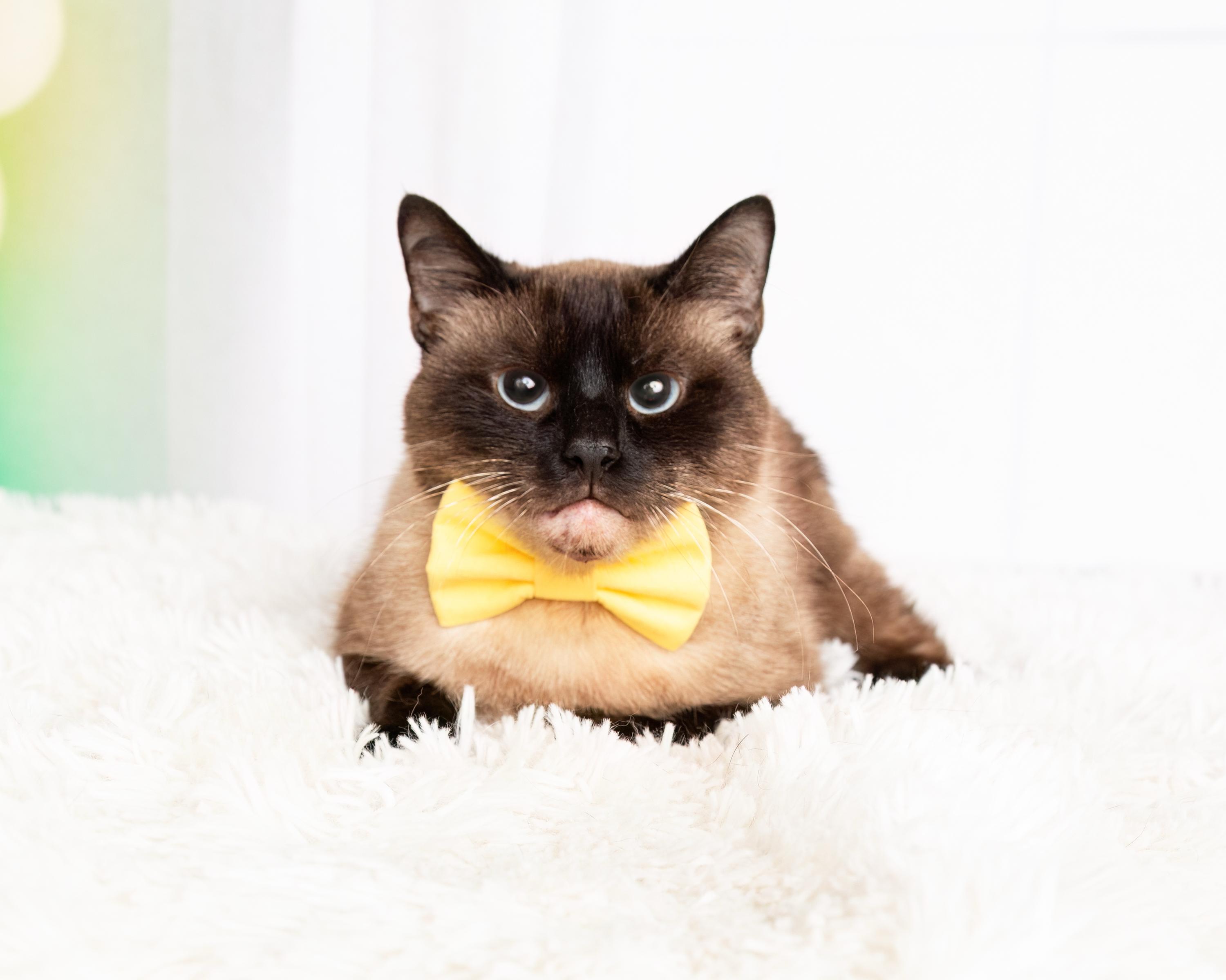 Enlarge Ash, a Adoptable mixed breed in Denton, TX image 1/6