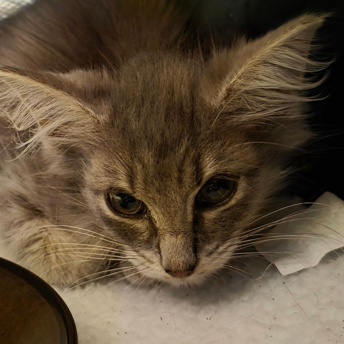 Tinkerbell - available early August, Adoptable, Kitten Female Domestic Long Hair & Ragdoll.