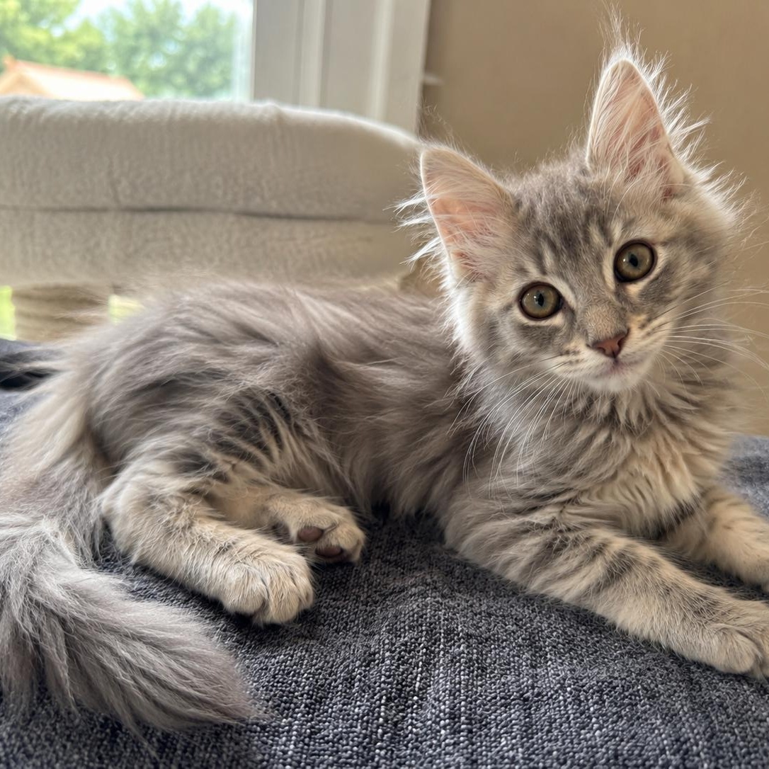 Enlarge Tinkerbell - available early August, a Adoptable mixed breed in Webster, TX image 2/6