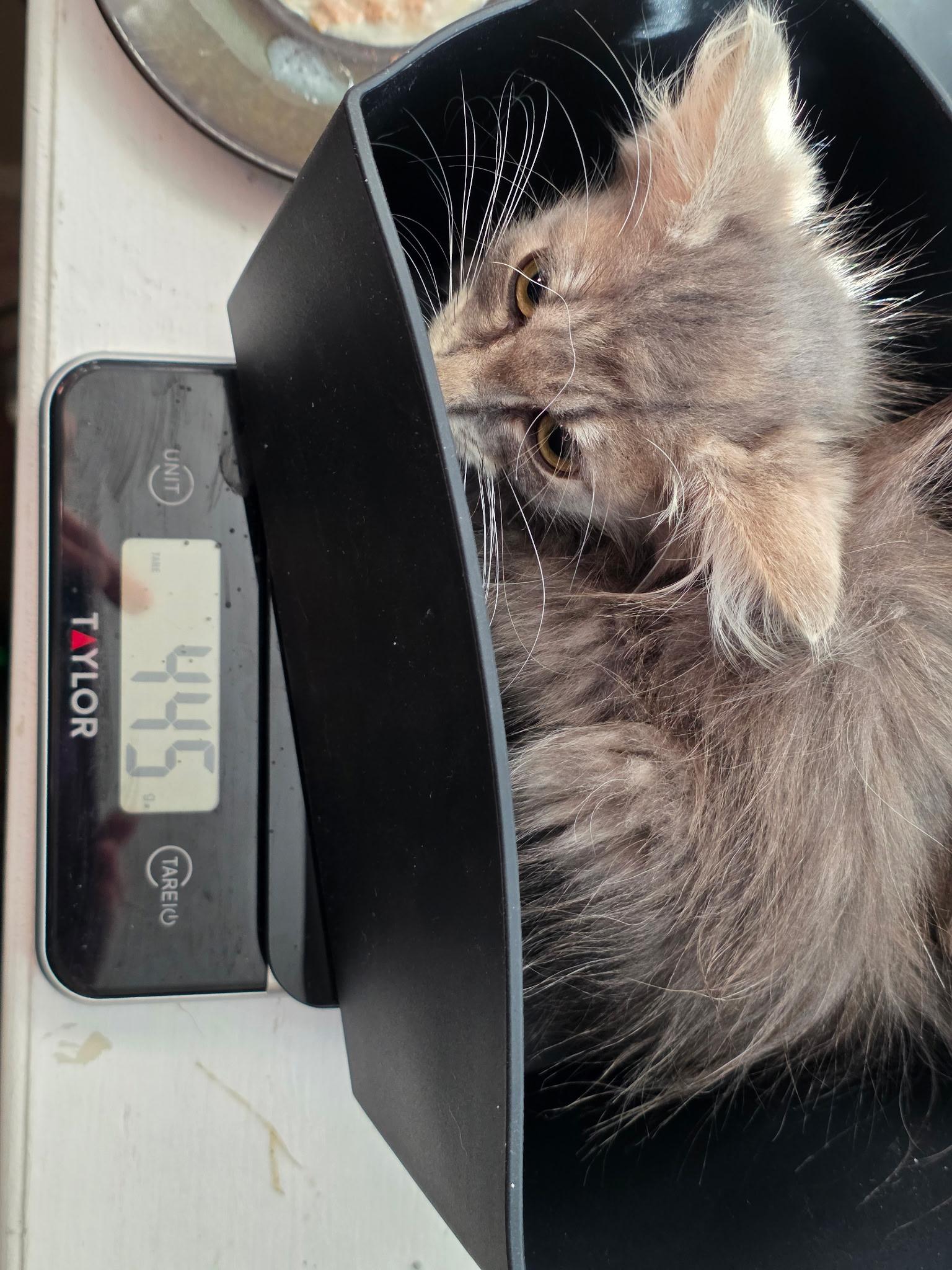 Enlarge Tinkerbell - available early August, a Adoptable mixed breed in Webster, TX image 6/6