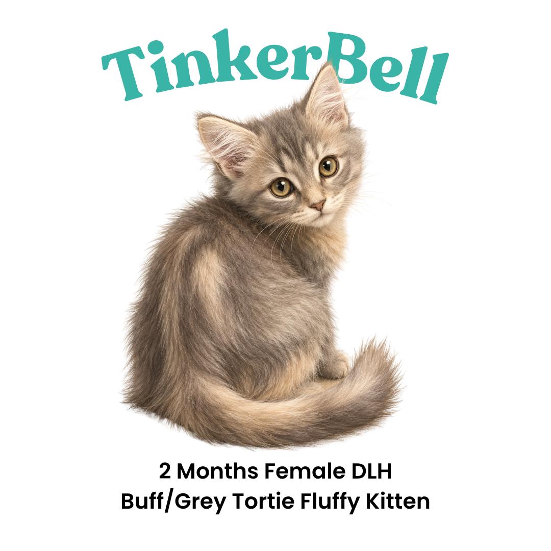 Enlarge Tinkerbell - available early August, a Adoptable mixed breed in Webster, TX image 3/6