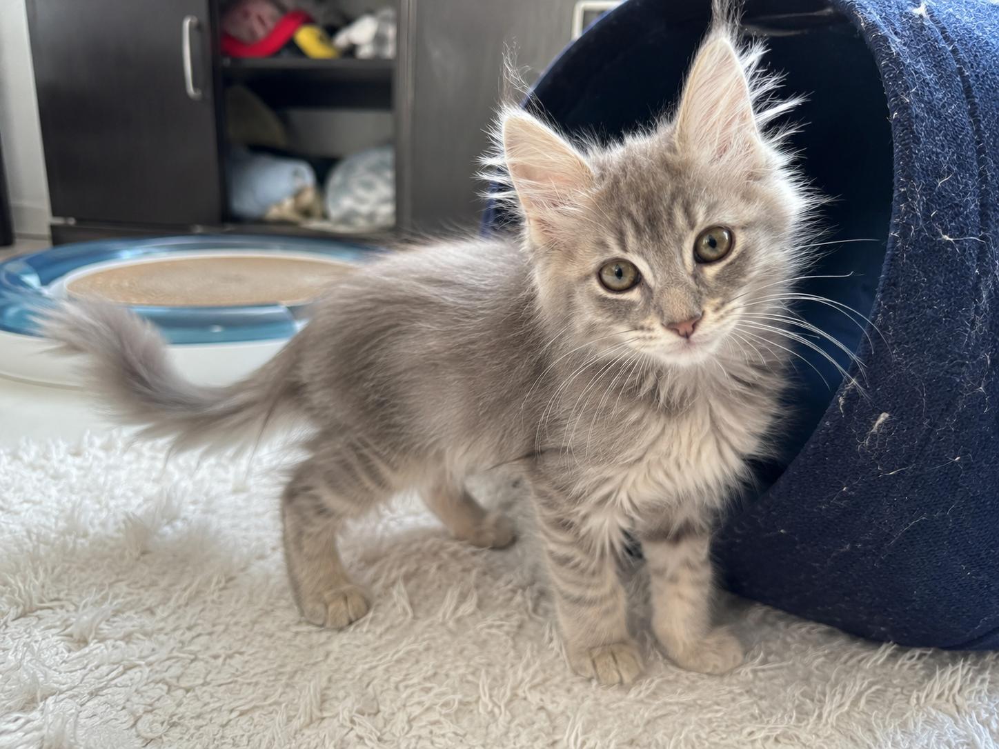Enlarge Tinkerbell - available early August, a Adoptable mixed breed in Webster, TX image 5/6